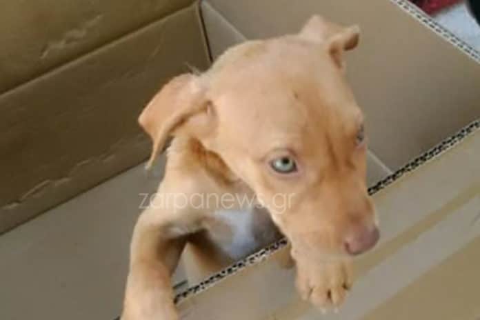 Χανιά: Η ιστορία του κατακρεουργημένου σκυλάκου που σόκαρε- Είχε βρεθεί μικρός σε μια κούτα