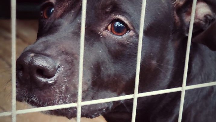 Επέστρεψαν αυτές τις μέρες στο καταφύγιο Νέας Φιλαδέλφειας σκυλίτσα που είχαν υιοθετήσει 6 χρόνια πριν