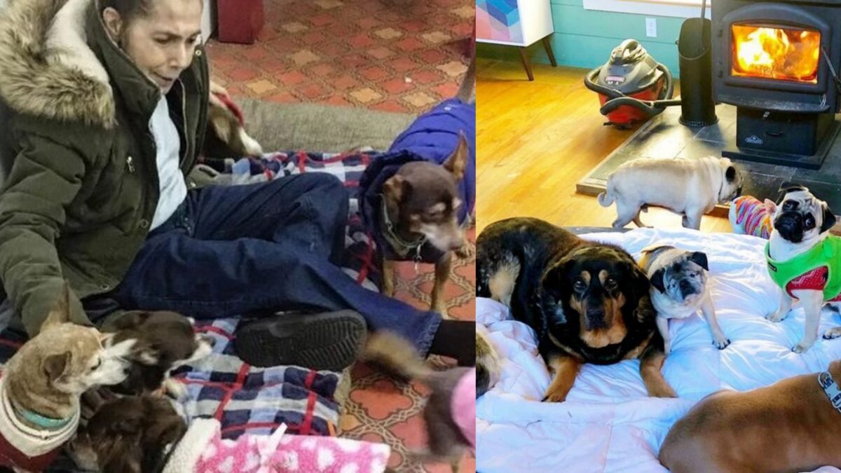 Η Λίντα, η γυναίκα με καρκίνο βρίσκει την ιδανική λύση για τα 4 σκυλιά της