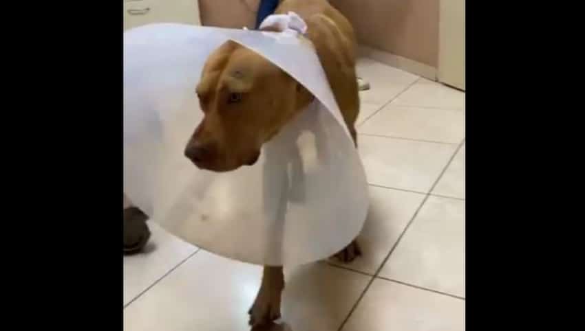 Σε διαθεσιμότητα o 55χρονος Κρητικός μετά την κτηνωδία σε βάρος του σκύλου του
