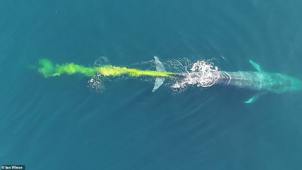 Η απίστευτη στιγμή που γαλάζια φάλαινα αδειάζει τα έντερα της στον ωκεανό