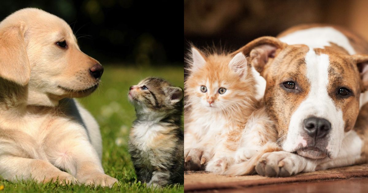 Λιώσαμε! Υπέροχες Εικόνες με Γάτες και Σκύλους που Έγιναν Κολλητοί Φίλοι