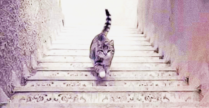 Η γάτα ανεβαίνει ή κατεβαίνει τις σκάλες; Η φωτογραφία που μπερδεύει εκατομμύρια χρήστες του διαδικτύου