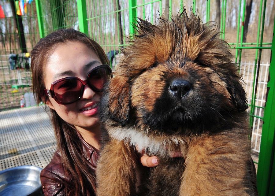 This photo taken on April 6, 2012 shows a pedigree Tibetan mastiff puppy on display at a dog show in the town of Daxing near Beijing. The animals which have now become the world's most expensive are much prized in China where owning one is seen as a status symbol and a coal baron in northern China recently purchased one for ten million yuan (about 1,500,000 USD). AFP PHOTO/Mark RALSTON (Photo credit should read MARK RALSTON/AFP/Getty Images)
