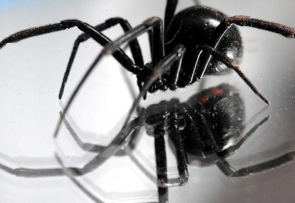35χρονος τσιμπήθηκε από αράχνη 