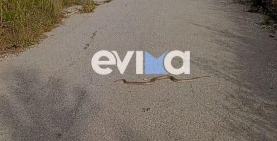 «Σκαρφαλώνουν μέχρι και στα παρμπρίζ»: Φίδια προκαλούν πανικό στη Νότια Εύβοια