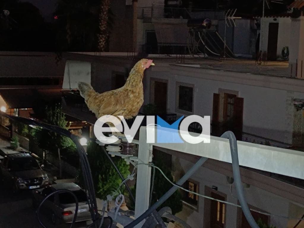 Κότα ανέβηκε σε κολώνα της ΔΕΗ και εγκλωβίστηκε – Χρειάστηκε η επέμβαση εθελοντών 2 kota1