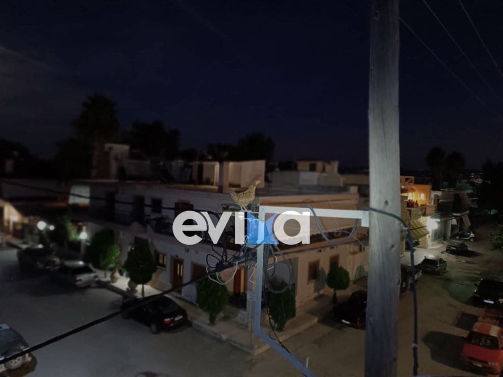 Κότα ανέβηκε σε κολώνα της ΔΕΗ και εγκλωβίστηκε – Χρειάστηκε η επέμβαση εθελοντών 3 kota2