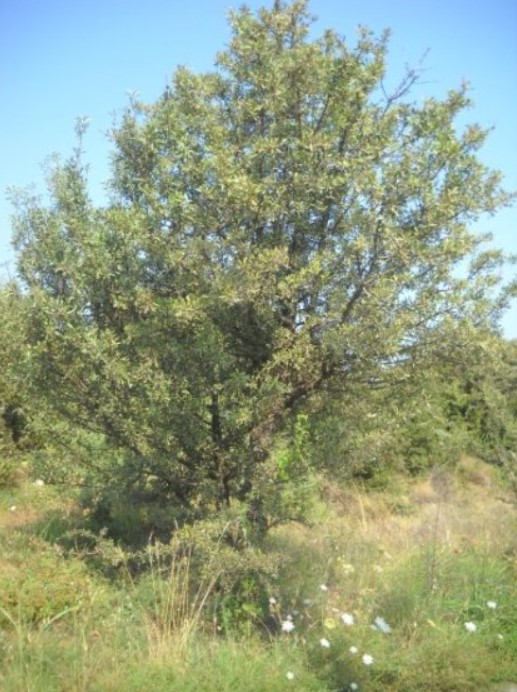 width=517