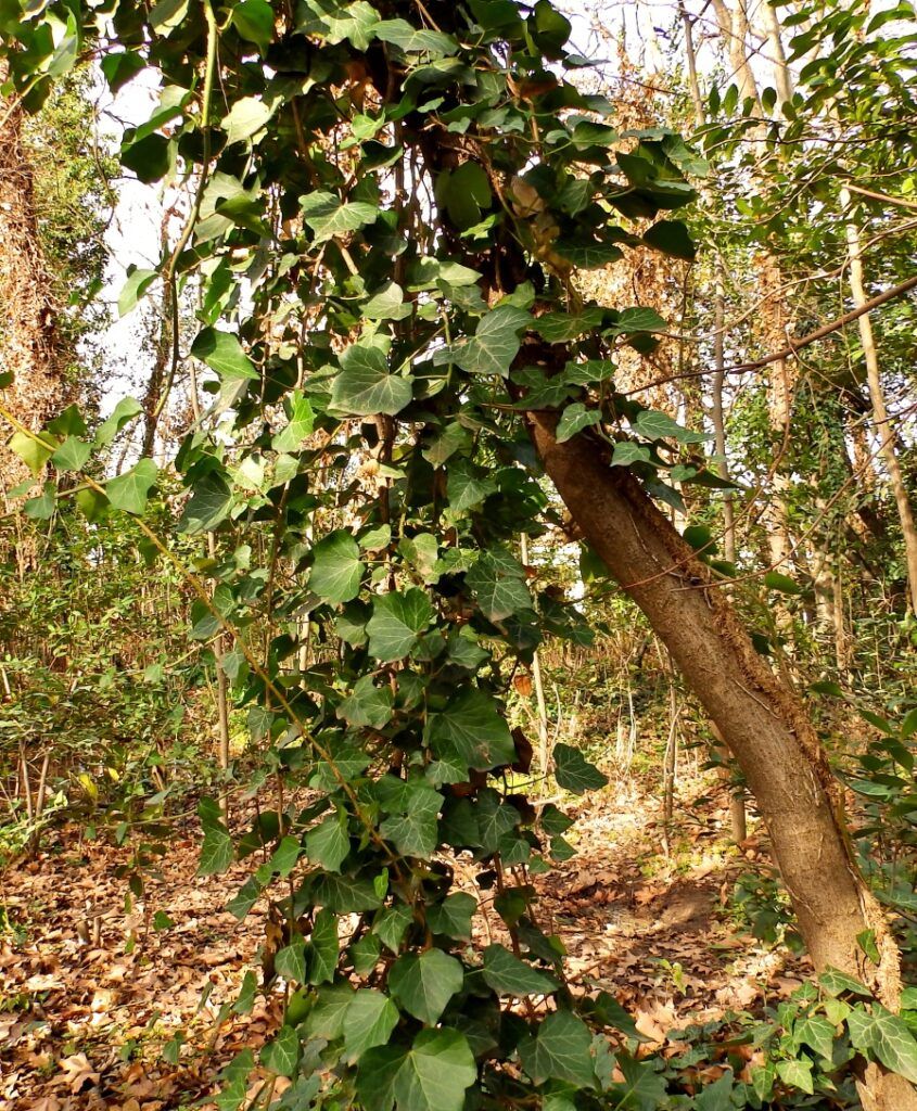 width=845