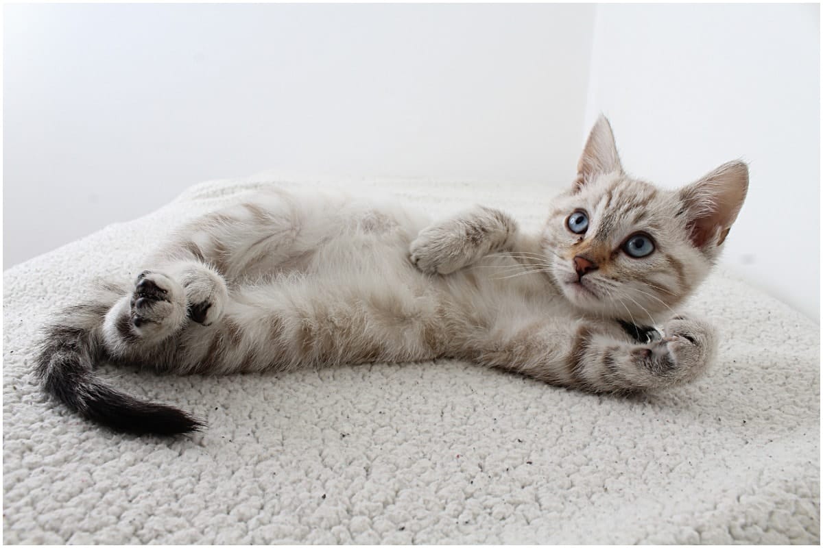 kitty1