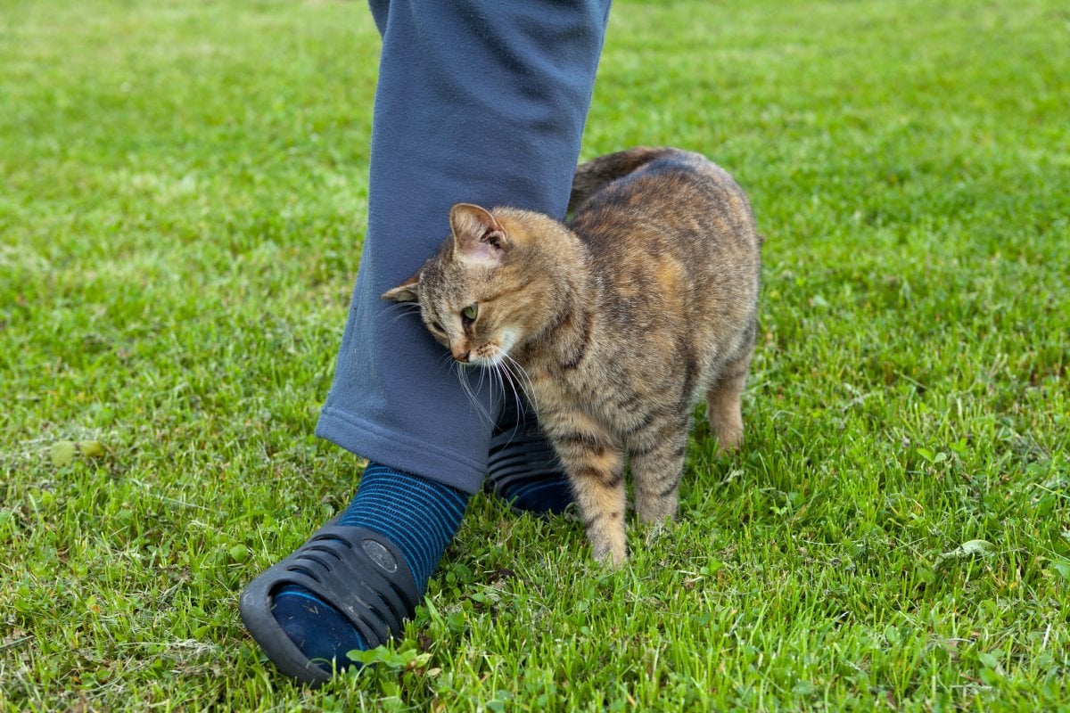 gray cat rubbing against female leg