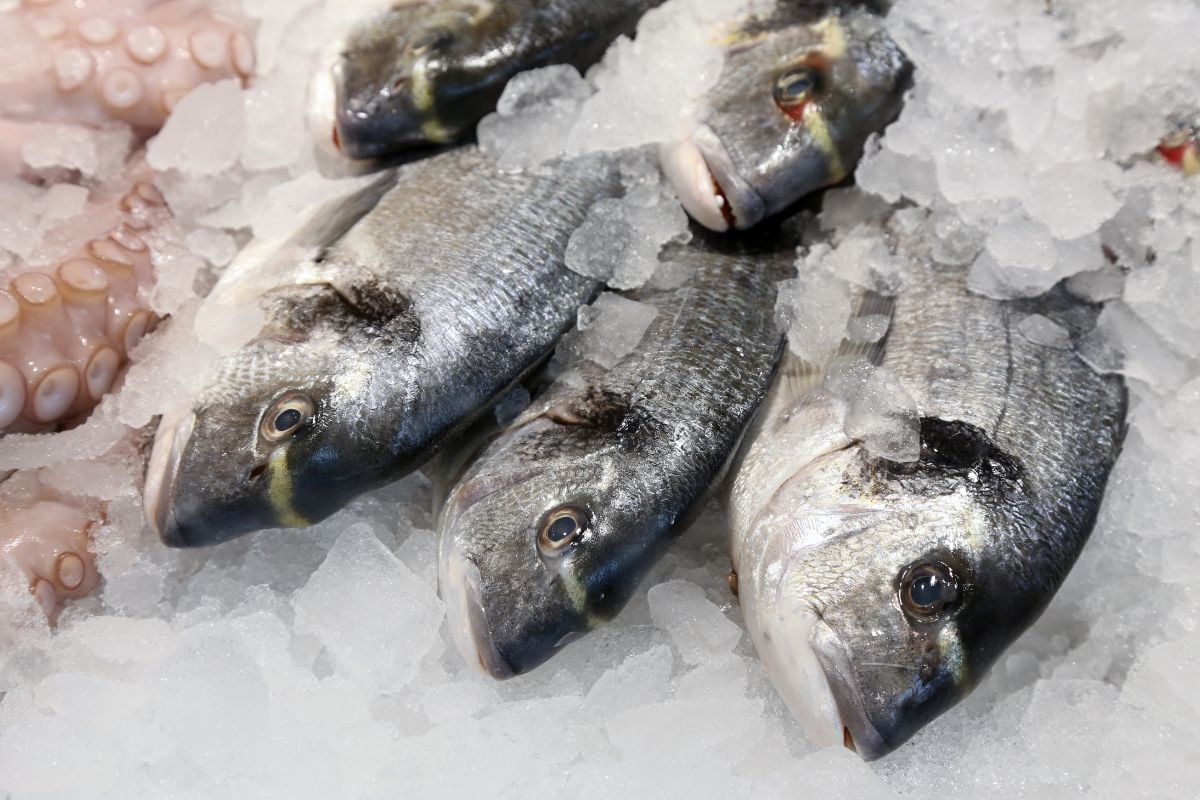 frozen fish 3