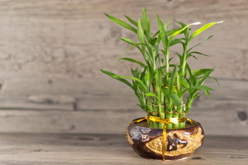 lucky-bamboo-e1465996985204