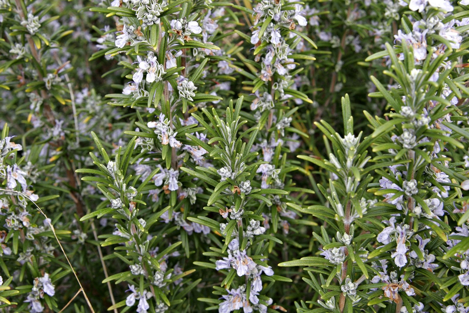 rosemary bush