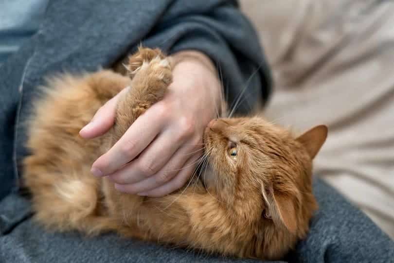 a red domestic cat bites its owners hand irzhanova asel shutterstock
