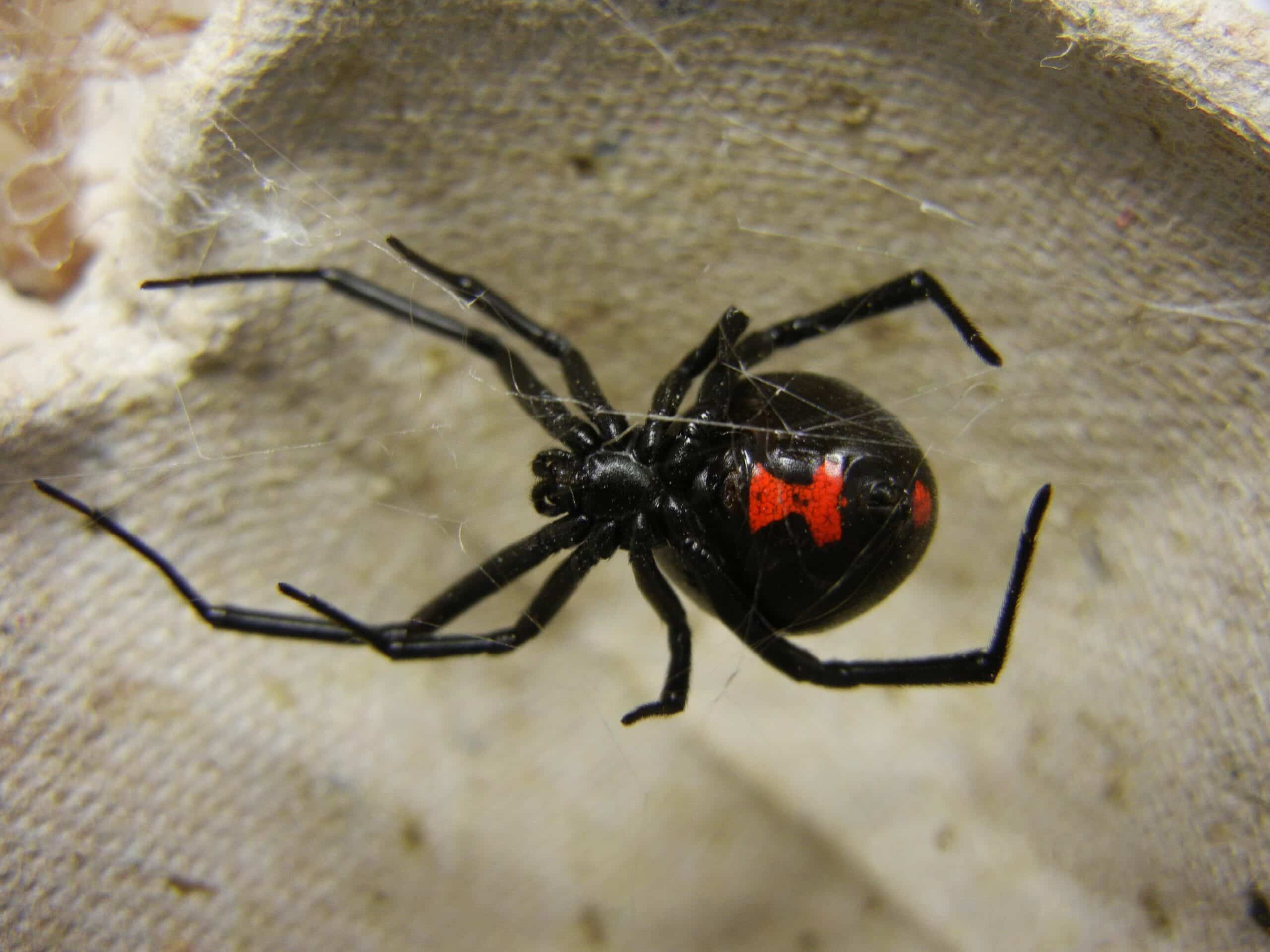 adult female black widow scaled