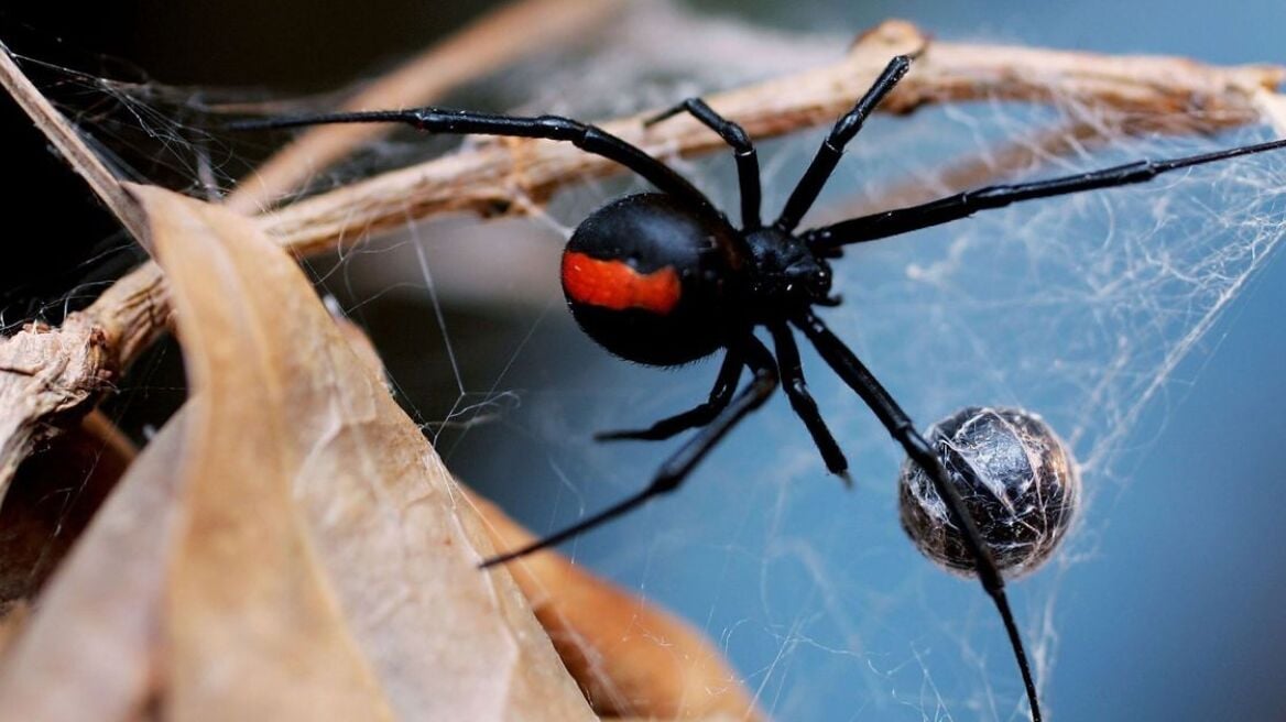 arachni