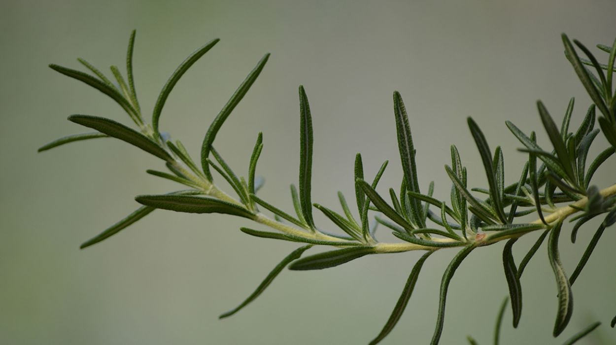 b dendrolivano