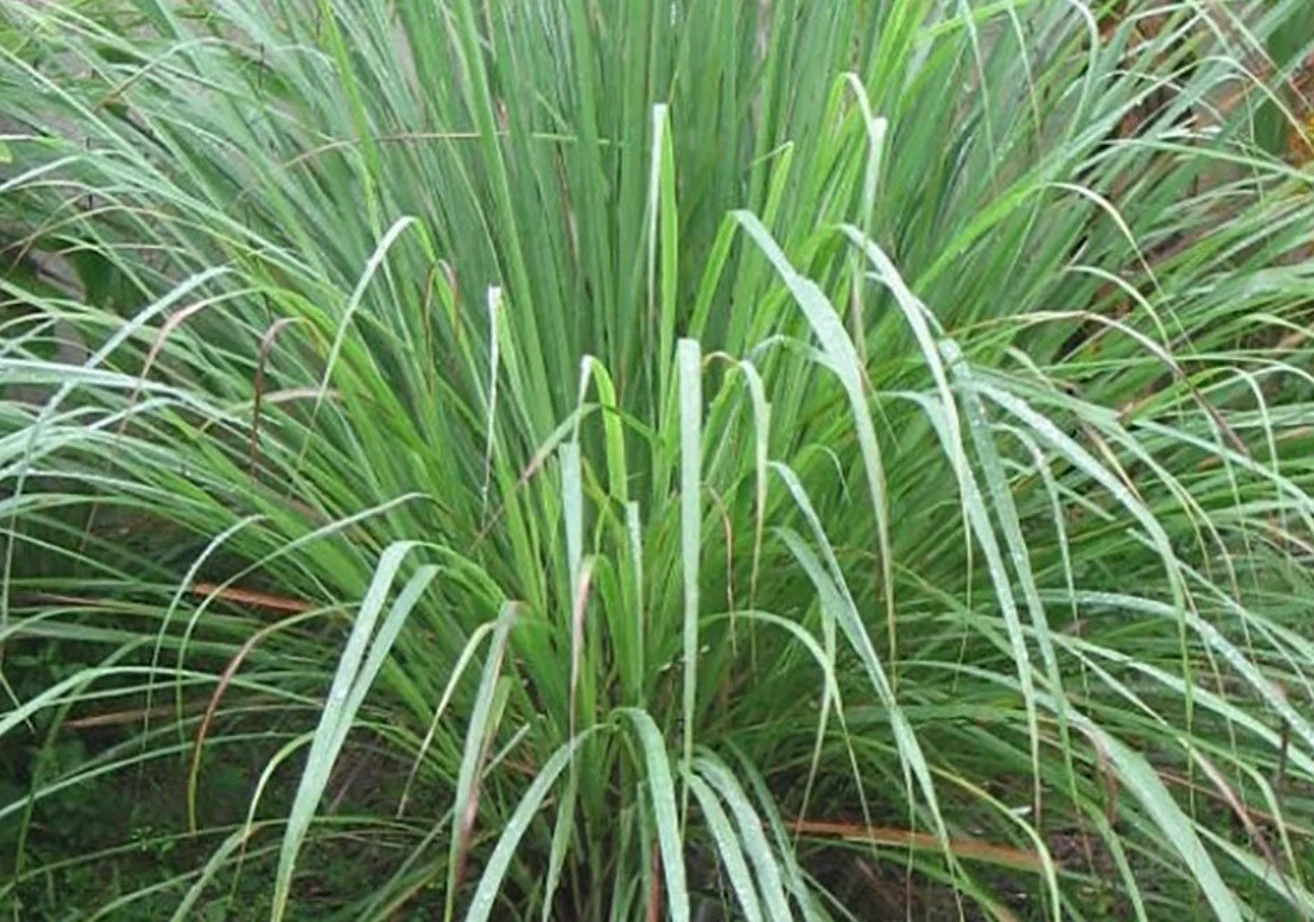 width=1314