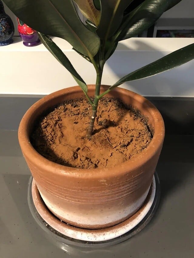 erixa