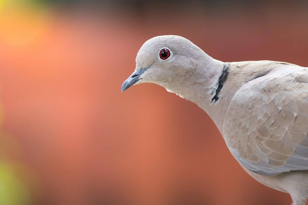 istock