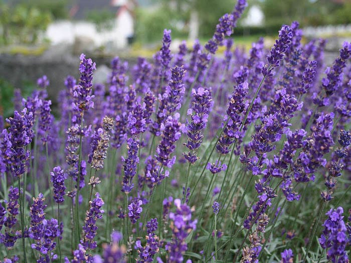 angustifolia