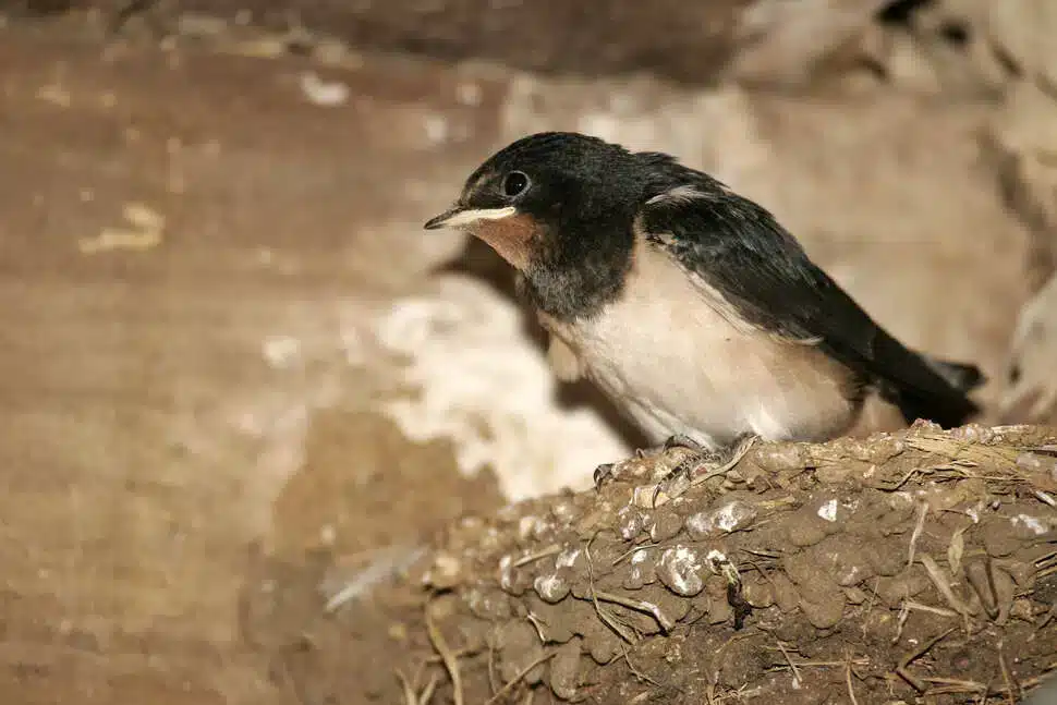 hirondelle