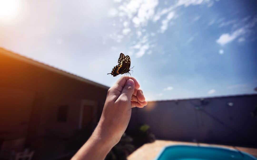 butterfly