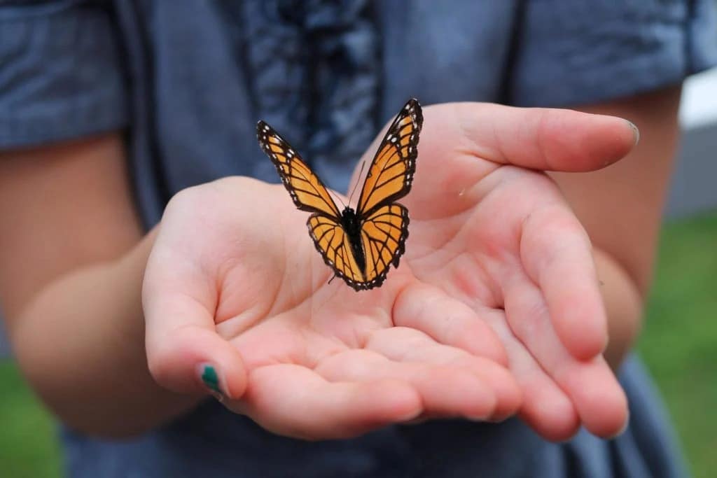 butterfly