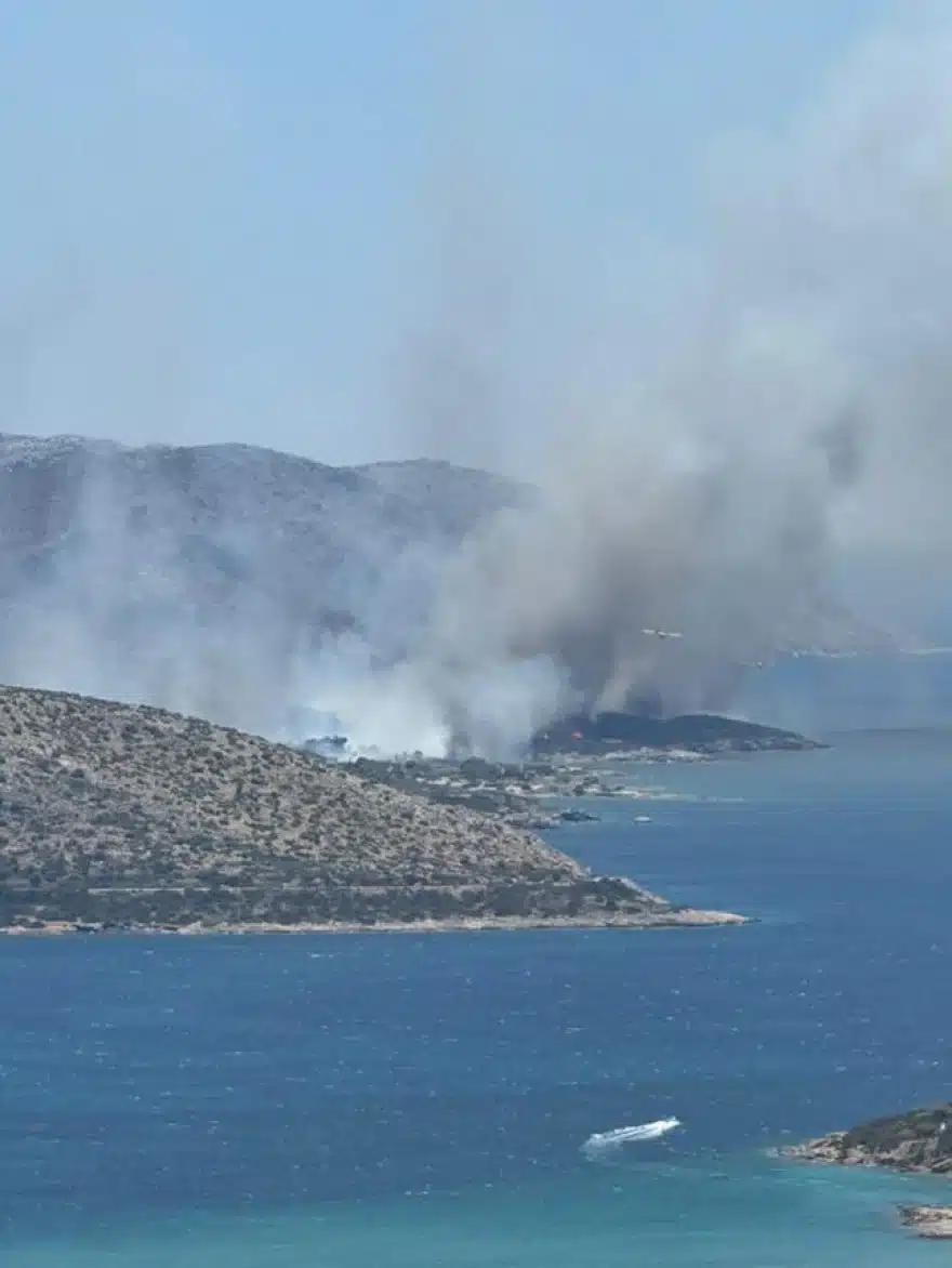 palaia
