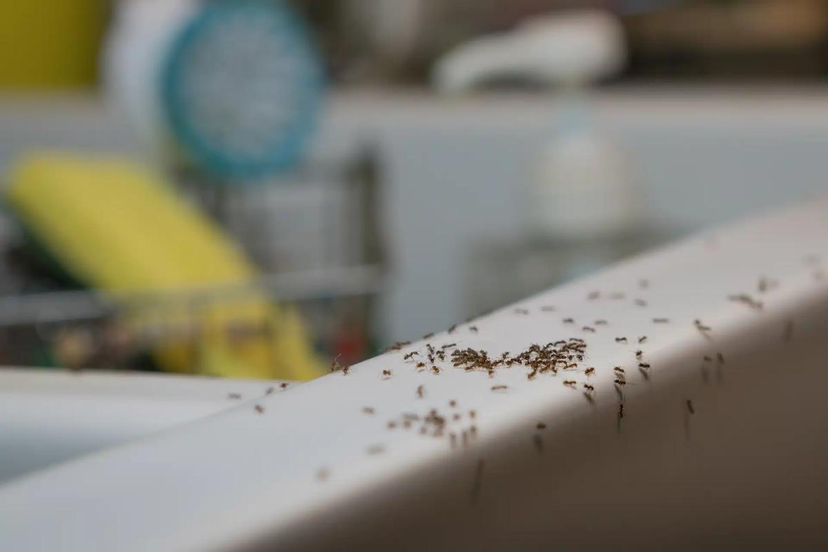 ants