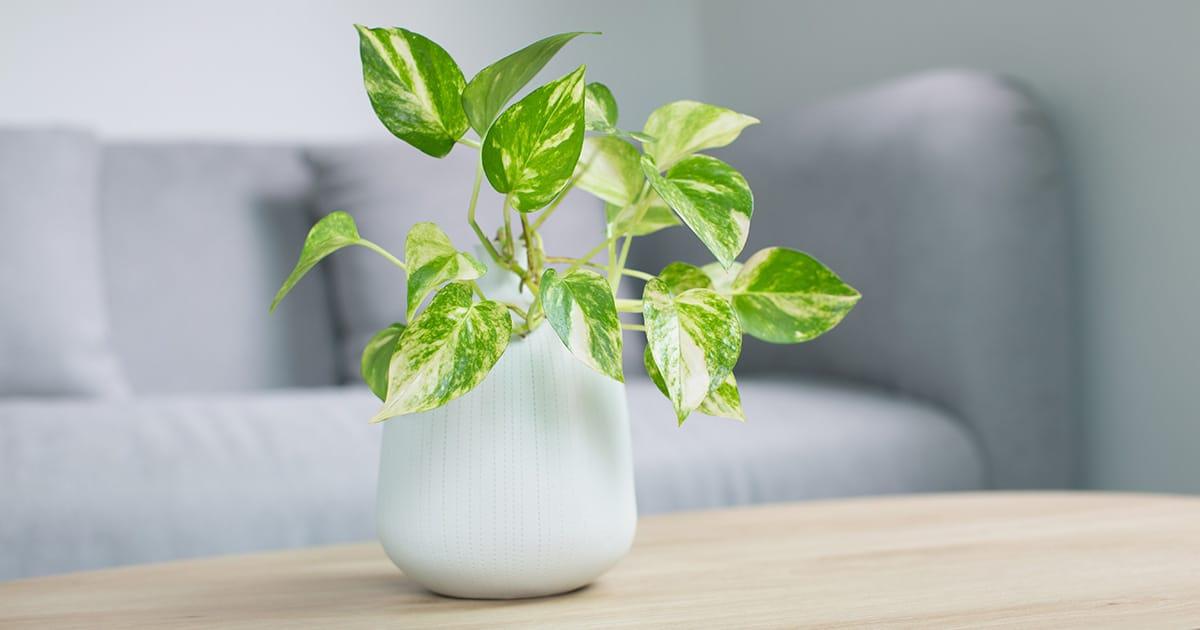 pothos