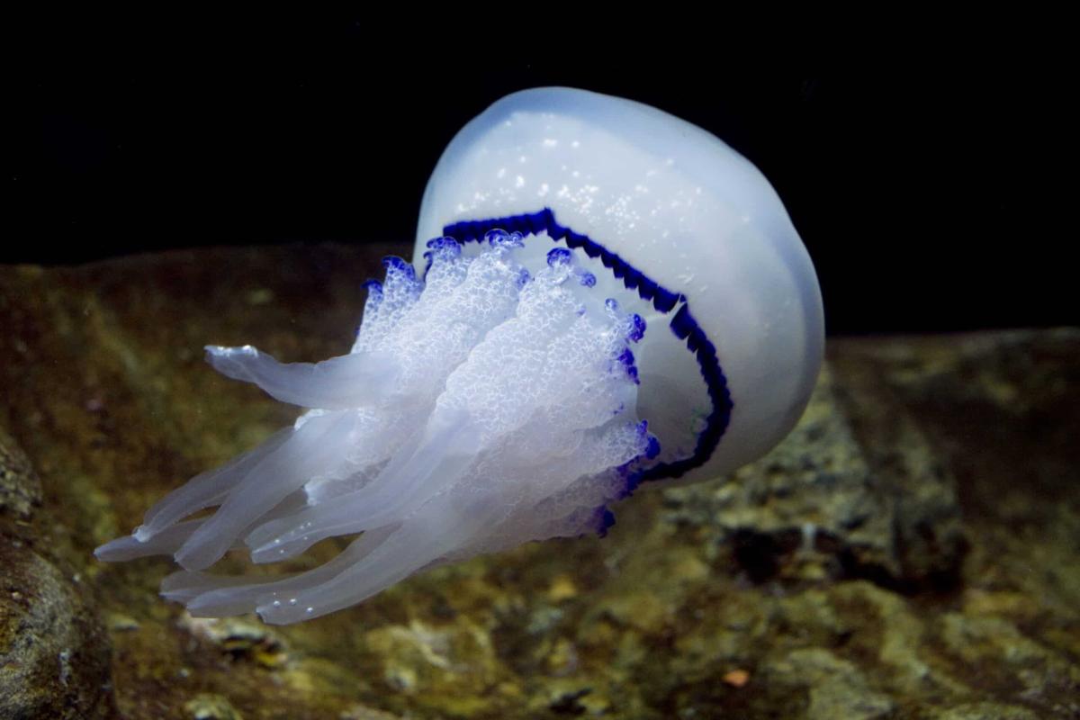 rhizostoma