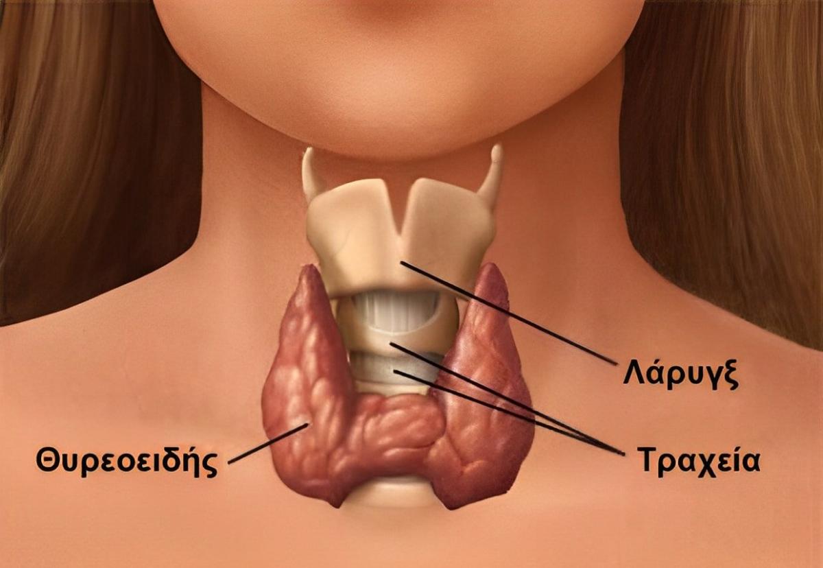 width=1240