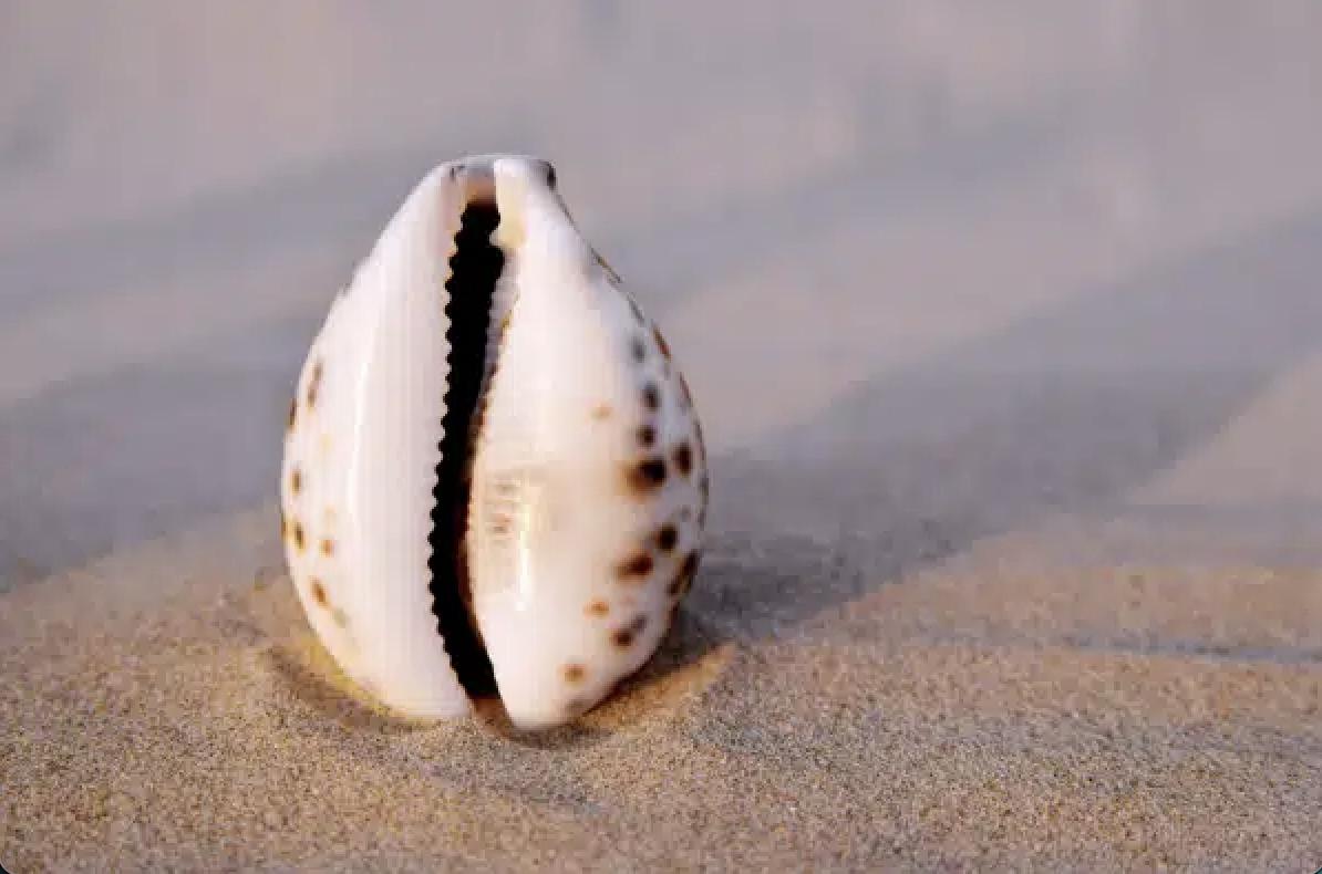width=1194