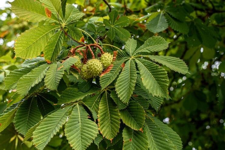 horse chestnut crop late summer 695232 102