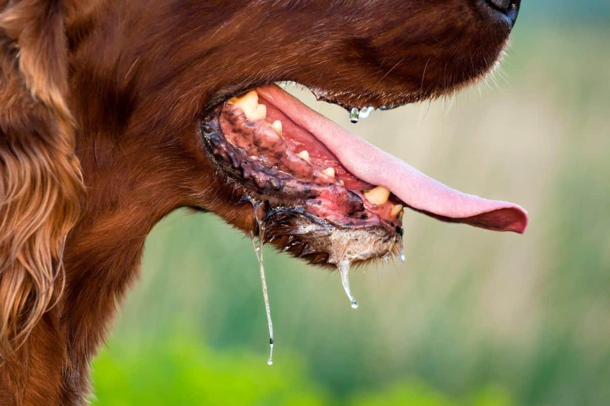 article what to do in the emergency room in the case of a suspected rabid dog bite