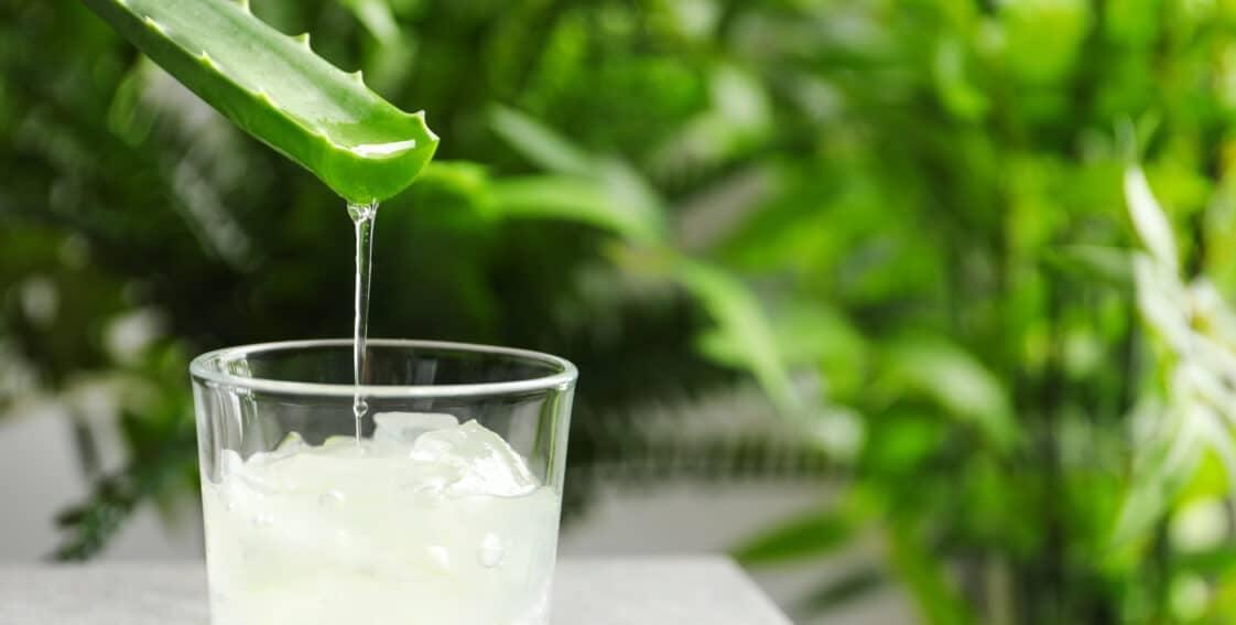 aloe
