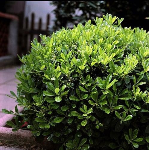 pittosporum 5