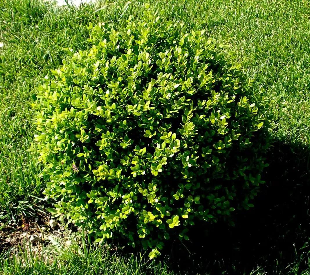 width=1068