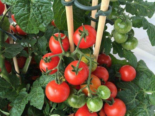 ntomates