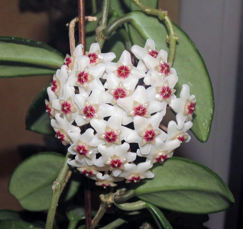 agroclica
