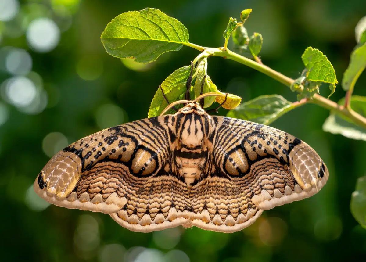 moth