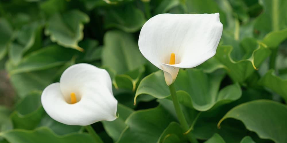 mistikakipou calla krinos frontida