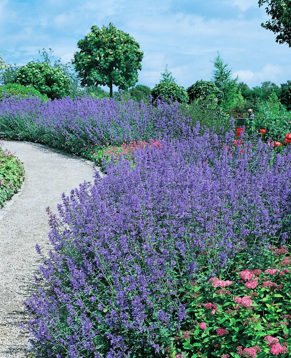 nepeta 8