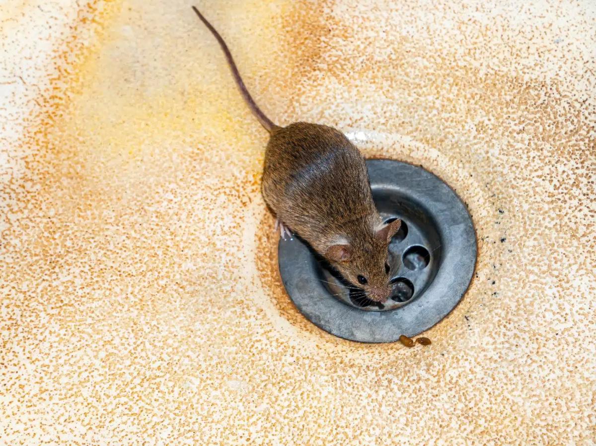 home remedies to get rid of mice humanely 1
