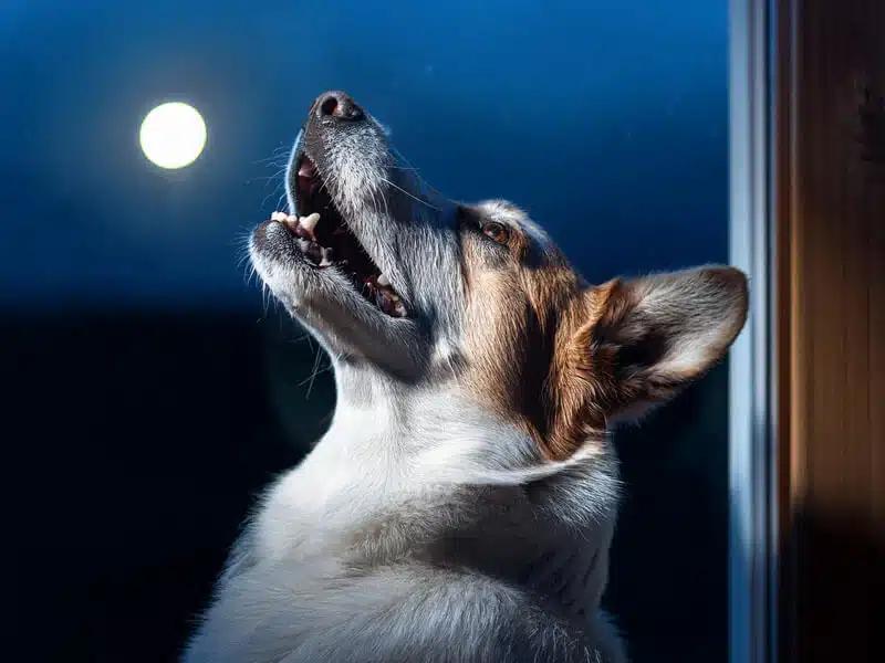 dog barking during nighttime
