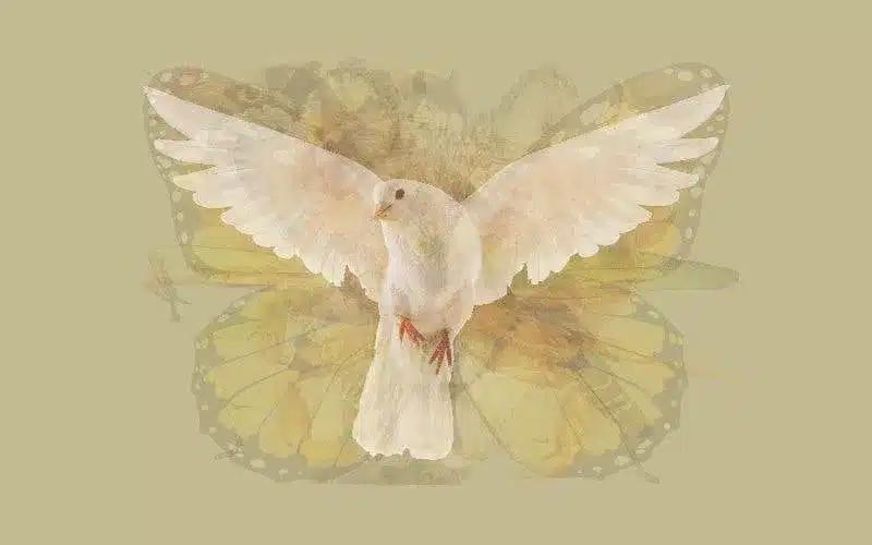 colombe