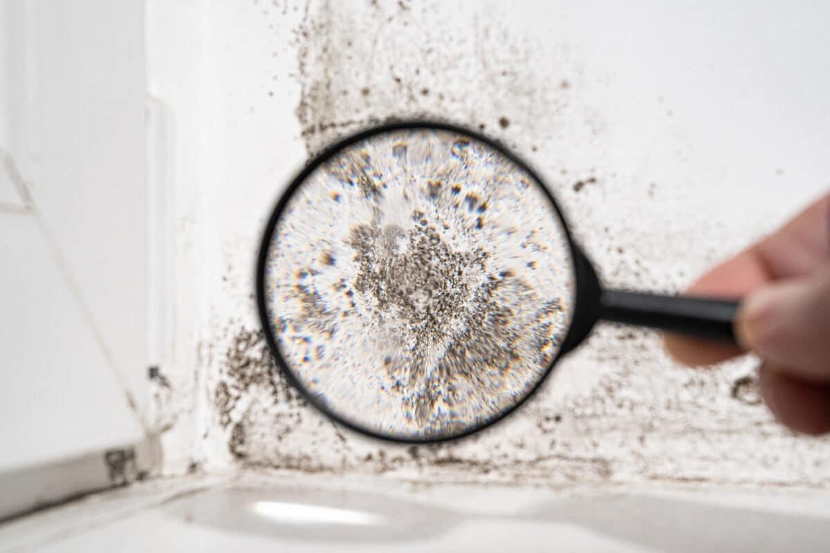 mold